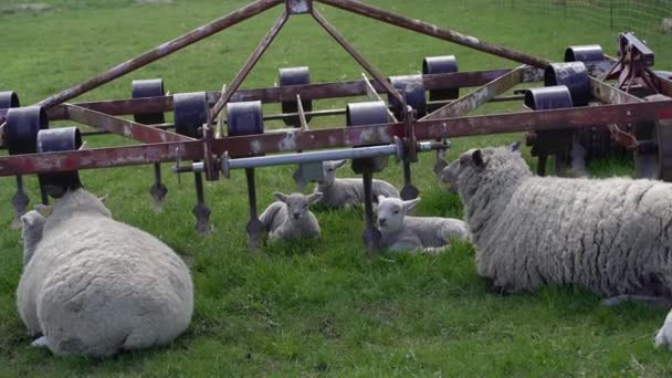 Farm Rural Sheep Farm Denmark — Stock Video
