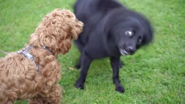 Cães Dois Cães Estão Brincando Gramado — Vídeo de Stock