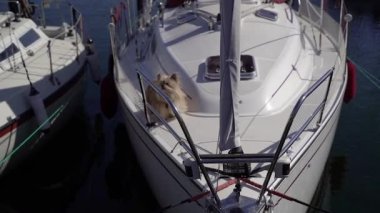 Yat. Küçük bir köpek tarafından korunan beyaz bir yat..