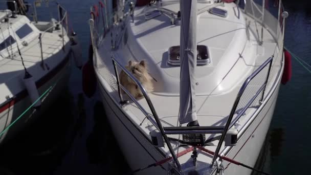 Jacht Biały Jacht Strzeżony Przez Małego Psa — Wideo stockowe