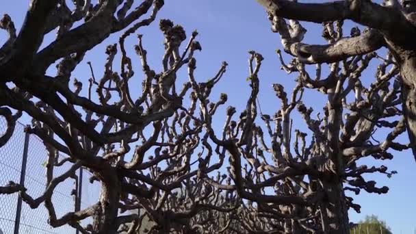 Дерева Дерева Листя Загальний План — стокове відео