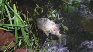 Ölü balık. Ölü balıklar nehirde yüzer..