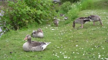 Kazlar. Yabani kazlar çimenlerde otlar..