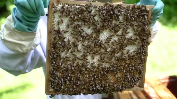 养蜂业蜂窝是蜜蜂的人造栖息地 — 图库视频影像