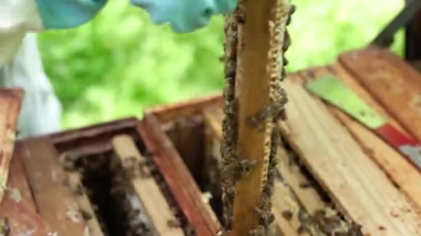 养蜂业蜂窝是蜜蜂的人造栖息地 — 图库视频影像