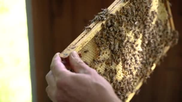 Apiculture Ruche Est Une Habitation Artificielle Abeilles Mellifères — Video