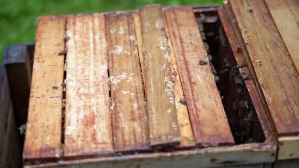 養蜂家だ 蜂の巣はミツバチの人工的な住居です — ストック動画