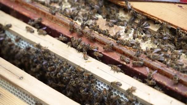 Apiculture Ruche Est Une Habitation Artificielle Abeilles Mellifères — Video