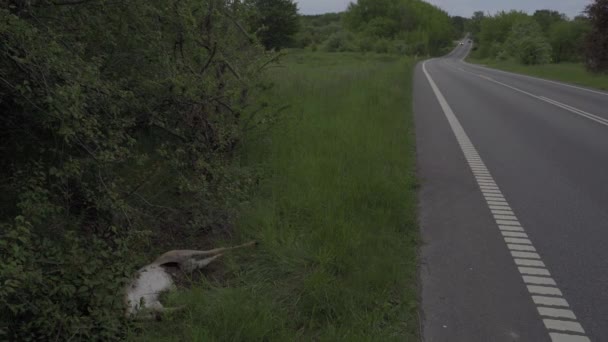 死了的鹿那只鹿被车撞了 — 图库视频影像