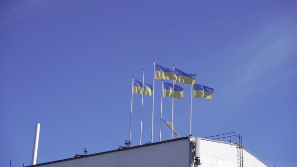 Ουκρανική Σημαία Σημαία Της Ουκρανίας Κρέμεται Όλες Τις Πόλεις — Αρχείο Βίντεο