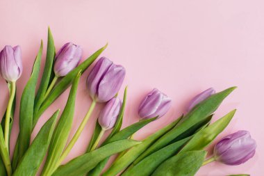 Pembe arka planda mor laleler. Düz konum, üst görünüm, kopyalama alanı. Çiçek kompozisyonu. Bahar zamanı konsepti