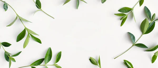Banner hecho de ramas con hojas verdes sobre fondo blanco. Plano, vista superior, espacio para copiar — Foto de Stock