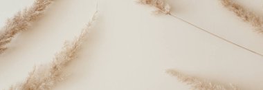 Banner, bej arka planda kuru otlaklar yaptı. Tarafsız renklerle güzel bir desen. Asgari, şık, tek renkli konsept. Düz konum, üst görünüm, kopyalama alanı.