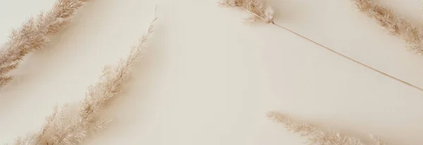 Banner made Dry pampas grass reeds agains on beige background. Beautiful pattern with neutral colors. Minimal, stylish, monochrome concept. Flat lay, top view, copy space. Royalty Free Stock Images