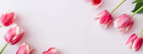 Баннер сделал розовые и белые тюльпаны на белом фоне. Плоская кладка, вид сверху, копировальное пространство — стоковое фото