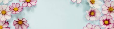 Banner Çiçek Kompozisyonu. Mavi arka planda pembe çiçek kozmosu. Bahar, yaz konsepti. Düz konum, üst görünüm, kopyalama alanı