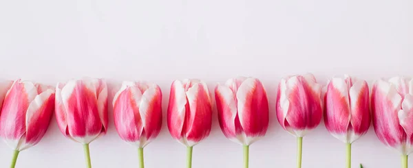 Баннер сделал розовые и белые тюльпаны на белом фоне. Плоская кладка, вид сверху, копировальное пространство — стоковое фото