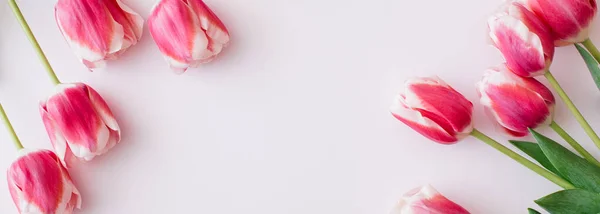 Баннер Сделал Розовые Белые Тюльпаны Белом Фоне Плоская Кладка Вид — стоковое фото