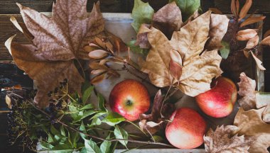 Olgun elmalar, kuru yapraklar ve böğürtlenlerle sonbahar teması üzerine güzel bir arka plan..