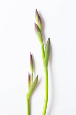 İmajın ortasındaki beyaz arka planda iki yeşil çiçek filizleri. Metin için boş alan.