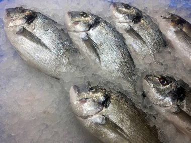 Dorado balıkları ön camda satılık buz parçalarıyla çevrili. En üstten görüntüle.