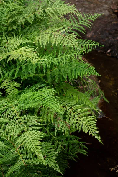Зелені Пухнасті Гілки Папороті Ростуть Лісі — стокове фото