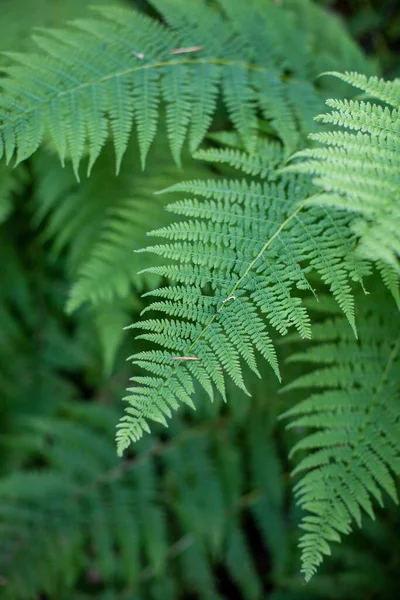 Razze Felce Verde Primo Piano Nella Foresta Felce Foglie Sfondo — Foto Stock