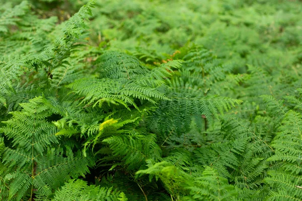 Fundo Forma Folhas Samambaia Bilhetes Samambaia Floresta — Fotografia de Stock