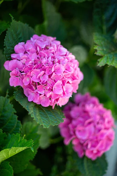 꽃봉오리와 분홍색 꽃봉오리 이미지의 초점에서 벗어나 — 스톡 사진