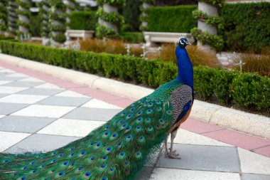 Güzel, uzun kuyruklu bir tavus kuşu gururla parktaki güzel yeşil bitkilerin arka planında durur..