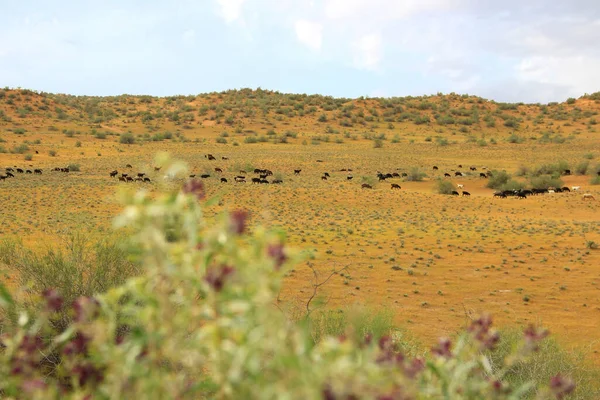 草甸一种草甸 山上覆盖着黄沙和灌木 在上面有一群羊在远处吃草前景不明了 — 图库照片