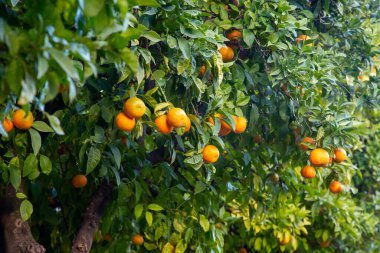 Orange trees with ripe fruits. The background is in the form of green orange trees.
