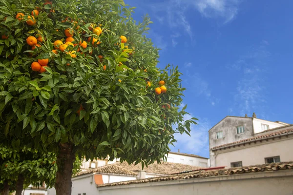 青い空と都会の建物の反対側には熟したオレンジの木があります スペインのアンダルシアの街並 — ストック写真