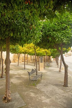 Bir Akdeniz şehrinin caddesinde portakal ağaçlarının taçlarının altında yalnız bir bank duruyor. Baeza, İspanya 'nın güzel şehri.