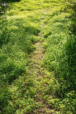 Akşam güneşiyle aydınlanan, kalın yeşil çimlerin üzerinde bir patika. Güneş ışığıyla kaplı yeşil bir çimen..