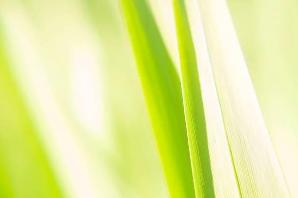 Фон Розмитим Фокусом Зеленої Свіжої Трави Лугу Освітленої Сонцем — стокове фото