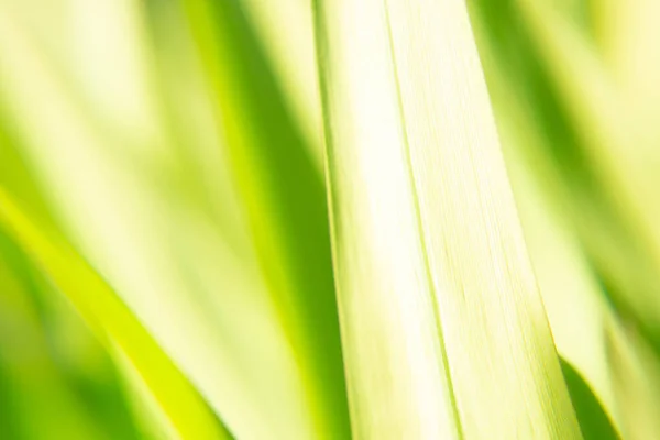 Fondo Con Foco Borroso Hierba Fresca Verde Del Prado Iluminado —  Fotos de Stock