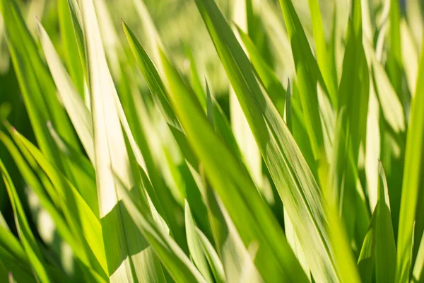 Sfondo Con Messa Fuoco Sfocata Erba Fresca Verde Prato Illuminato — Foto Stock