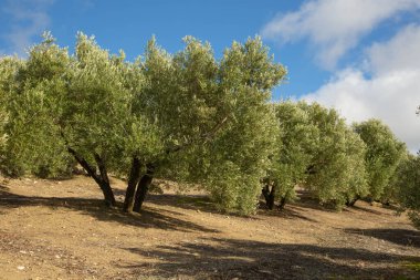Mavi gökyüzüne karşı beyaz bulutlu zeytin ağaçları. Jaen, Endülüs, İspanya 'daki Zeytin Ormanı.