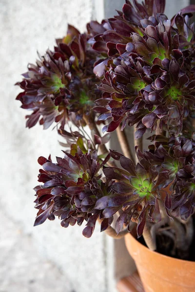 Çiçek saksısında bir çiçek olan Aeonium Schwarzkopf sokakta yakın planda gösteriliyor.