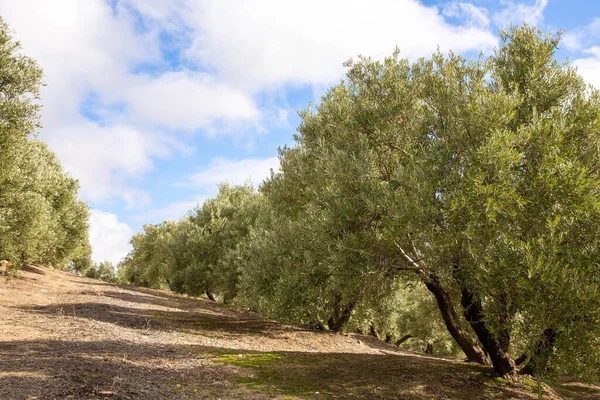 蓝天白云映衬着橄榄树 西班牙安达卢西亚贾恩省橄榄林 — 图库照片