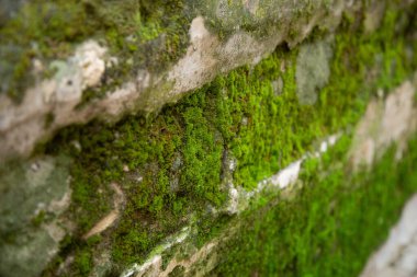 Arkaplan, yeşil yosunlarla kaplı taş bir duvar şeklinde. Görüntünün bulanık alanları var.