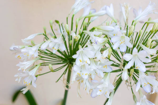 Botões Agapanthus Branco Estão Fundo Bege Uma Flor Com Botões — Fotografia de Stock
