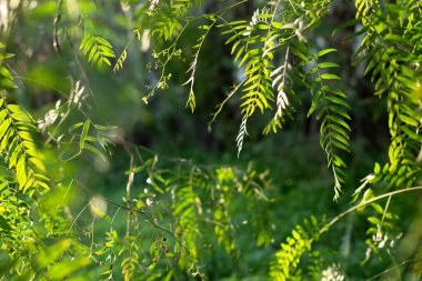 Yeşil güneş ışığında asılı ağaç dallarının güzel soyut bir arka planı. Doğanın temasının bulanık arkaplanı. Metin için boş alan.