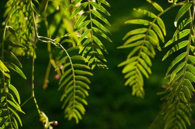 Yeşil güneş ışığında asılı ağaç dallarının güzel soyut bir arka planı. Doğanın temasının bulanık arkaplanı. Metin için boş alan.