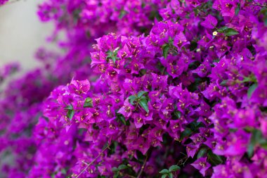 Bougainvillea ağacının mor güzel çiçeği bulanık bir arkaplana yakın planda tasvir edilir. bougainvillea 'nın doğal çiçeklerinin arka planı.