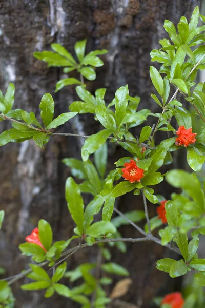 Pozadí Stromu Nachází Kvetoucí Granátové Jablko Červenými Květy — Stock fotografie