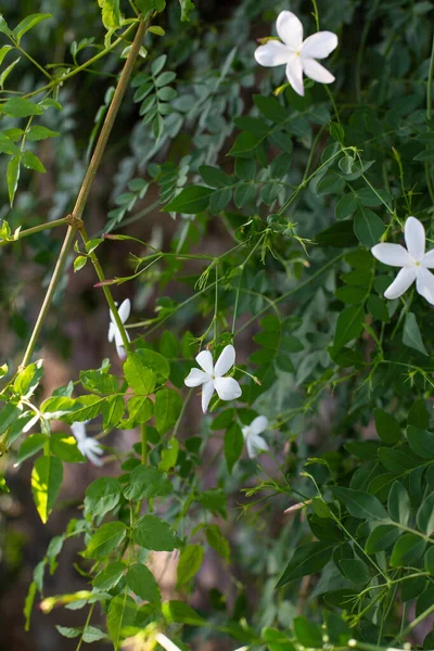 Λευκά Άνθη Γιασεμιού Φόντο Πράσινου Φυλλώματος Κάθετη Φωτογραφία — Φωτογραφία Αρχείου