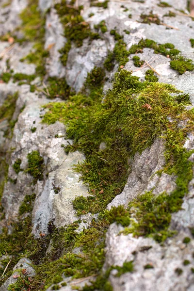 Musgo Verde Está Superficie Las Piedras Naturales Enfoque Borroso Una — Foto de Stock