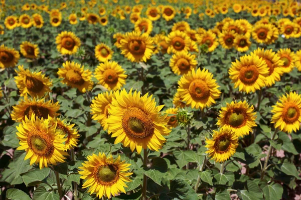 Pole Żółtymi Słonecznikami Temat Rolnictwa Słoneczników — Zdjęcie stockowe